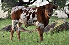 FAITH'S BULL CALF