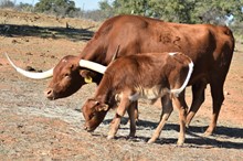 SERENADE'S BULL CALF